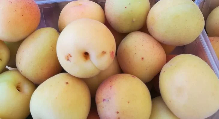 Albicocca di Scillato