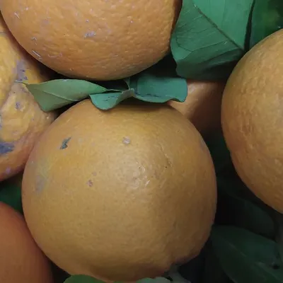 Arancia "biondo di Scillato"