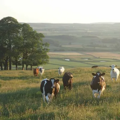 Benessere animale e consapevolezza