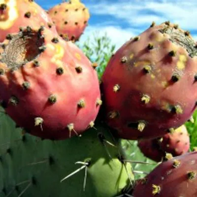 Crispy Prickly Pear Peel Cutlets - A True Sicilian Surprise