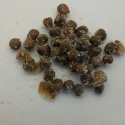 Il cappero di Pantelleria