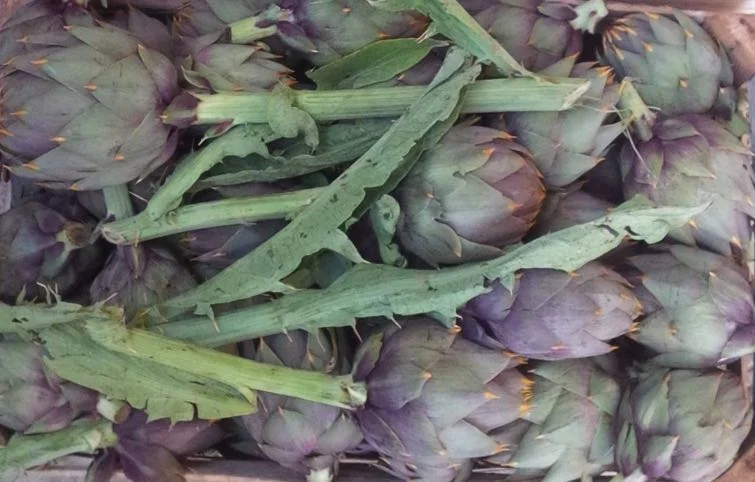 Carciofo spinoso di Menfi