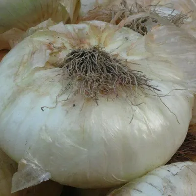 Cipolla di Giarratana