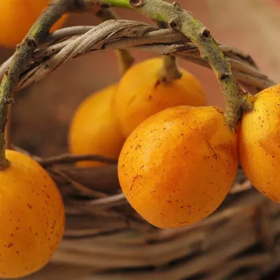 Sicilian Loquat Jam – Spring Sweetness in a Jar