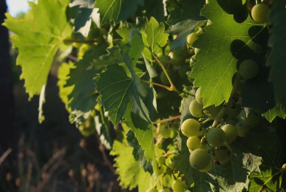 Contessa Entellina Ansonica Late Harvest