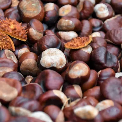 Come cuocere le castagne: 6 metodi più consigli per la conservazione