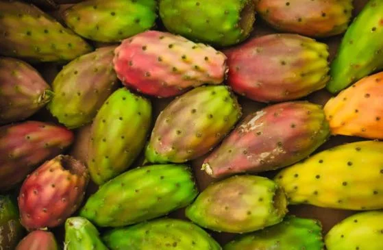 Ficodindia dell'Etna DOP