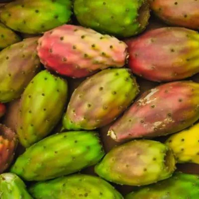 Ficodindia dell'Etna DOP