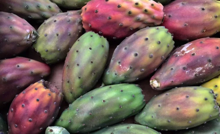 Ficodindia di San Cono DOP