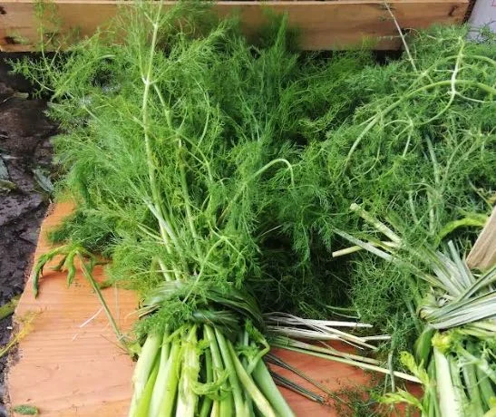 Finocchietto selvatico