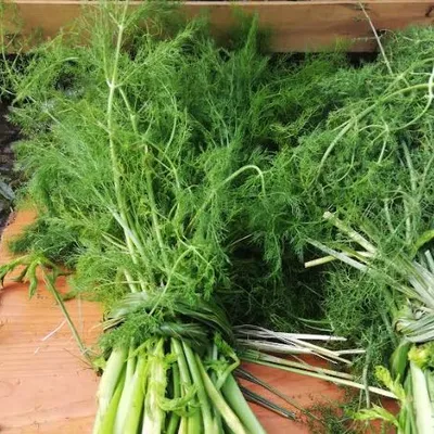 Finocchietto selvatico