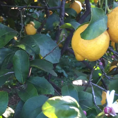 Limone di Siracusa IGP