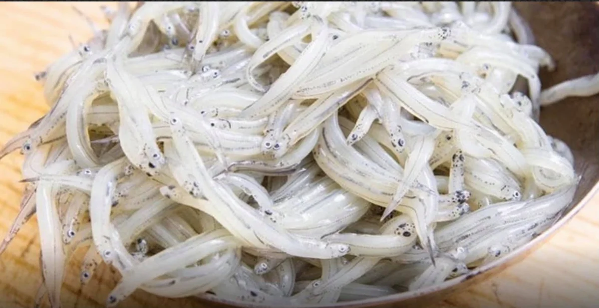 Neonata marinata con prezzemolo e limone servita su piatto di ceramica siciliana