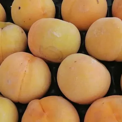 Pesca di Leonforte IGP