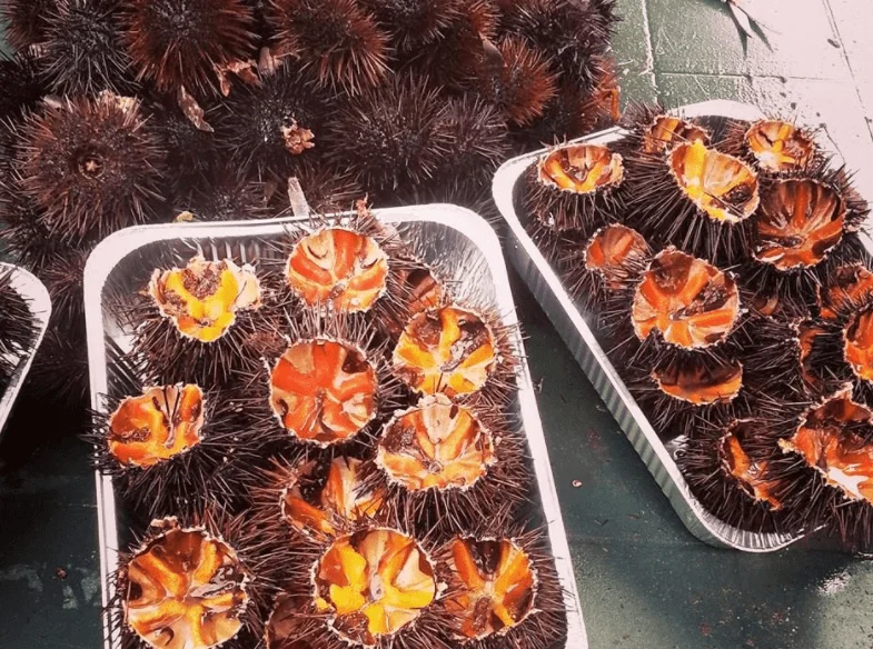 Ricci di mare aperti con fette di pane e limone su piatto di ceramica siciliana