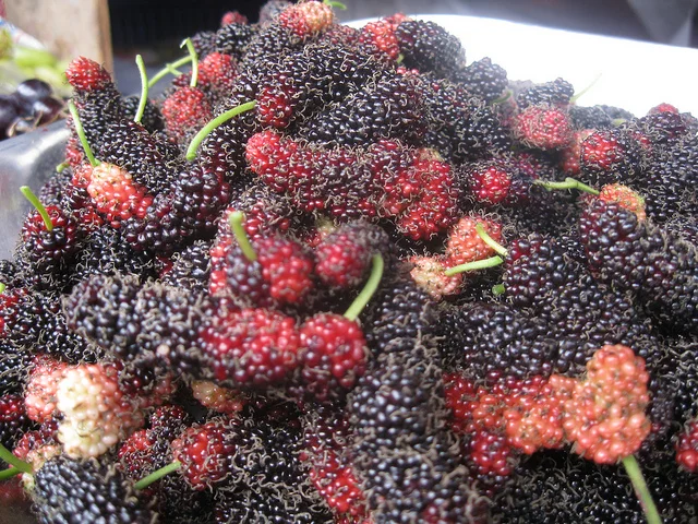 Bottiglia di rosolio di gelsi siciliani accanto a frutti freschi di gelso nero