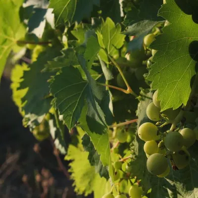 Vino Contessa Entellina Ansonica Vendemmia Tardiva